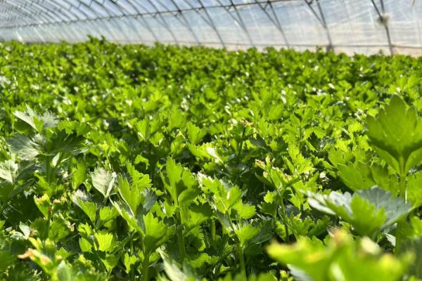 大棚防风害措施,提前对棚面覆盖物进行压实