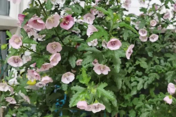 木槿的修剪方法,主干开心形和丛生形的修剪方式不同