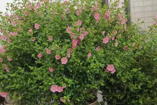 木槿的修剪方法,主干开心形和丛生形的修剪方式不同