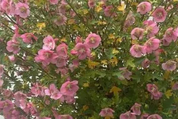 木槿的修剪方法,主干开心形和丛生形的修剪方式不同