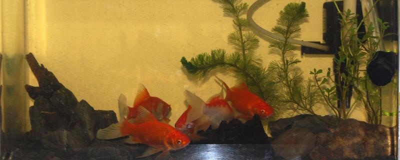 鱼缸水发黄怎么解决