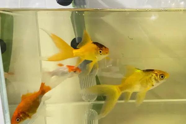 鱼缸水发黄怎么解决,最直接的方法就是换水