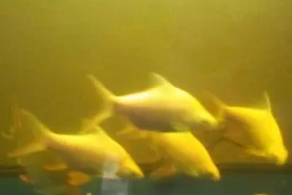 鱼缸水发黄怎么解决,最直接的方法就是换水