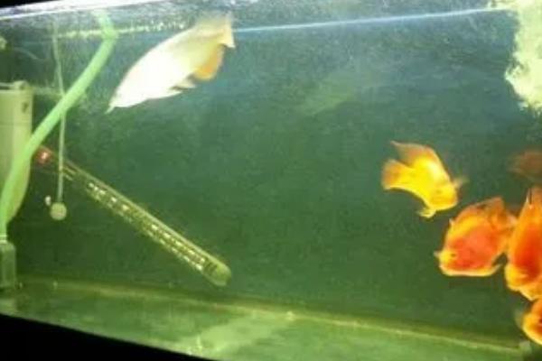 鱼缸水发黄怎么解决,最直接的方法就是换水