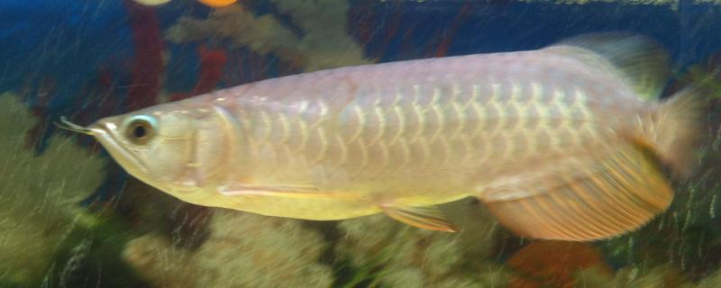 龙鱼能养两条吗