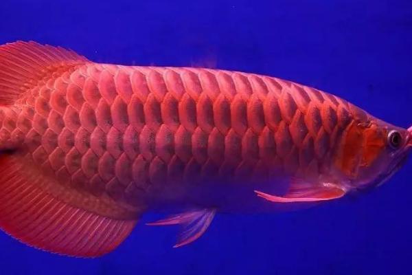 龙鱼能养两条吗,要看鱼缸的大小