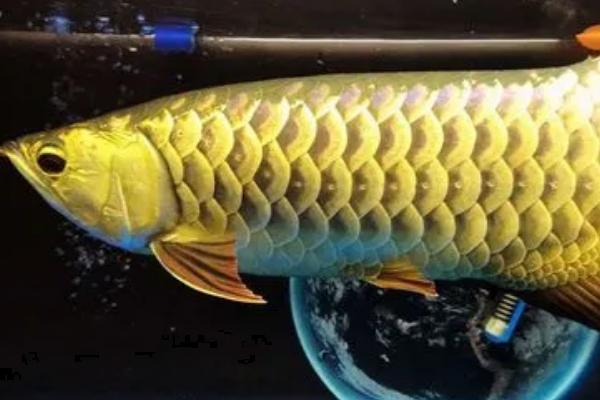 龙鱼能养两条吗,要看鱼缸的大小