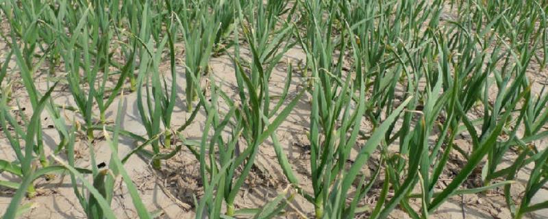 秋播大蒜怎么管理