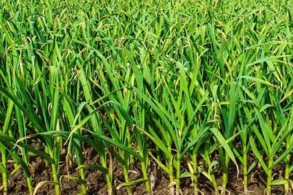 秋播大蒜怎么管理,长出3片叶后要浇促苗水