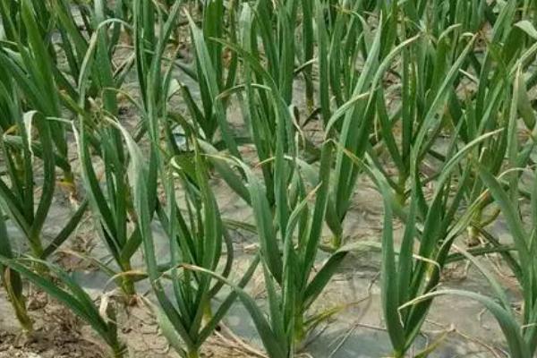 秋播大蒜怎么管理,长出3片叶后要浇促苗水