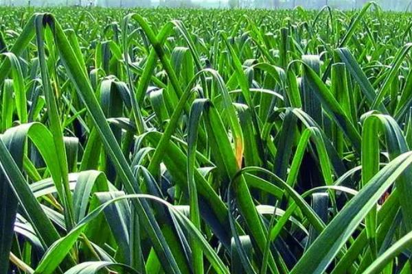 秋播大蒜怎么管理,长出3片叶后要浇促苗水