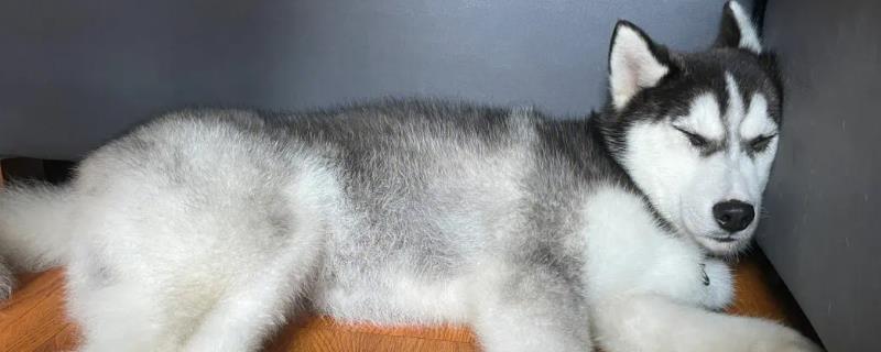 哈士奇怎么过夏天