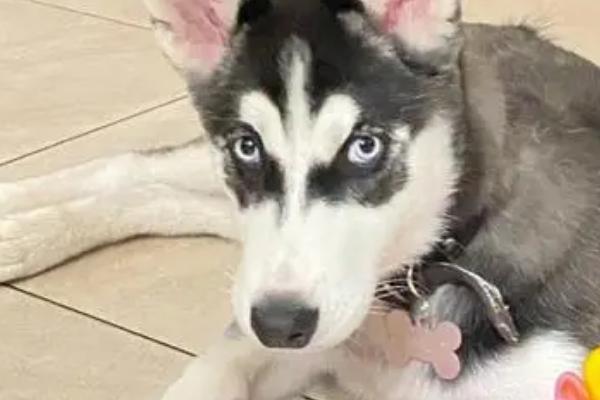 哈士奇怎么过夏天,需调整饮食及防止中暑