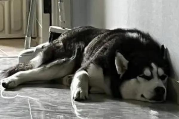 哈士奇怎么过夏天,需调整饮食及防止中暑