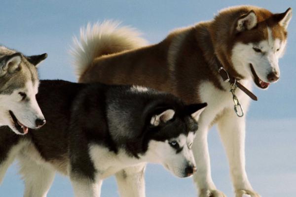 哈士奇怎么过夏天,需调整饮食及防止中暑