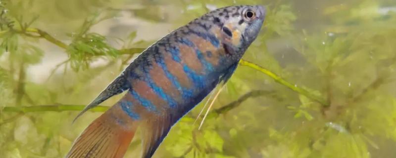 中国斗鱼的饲养技巧