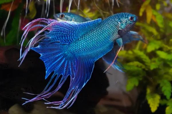 中国斗鱼的饲养技巧,放置底砂可以促进发色