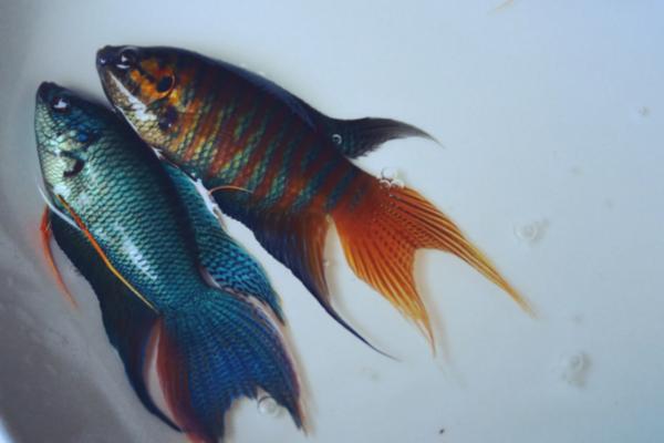 中国斗鱼的饲养技巧,放置底砂可以促进发色