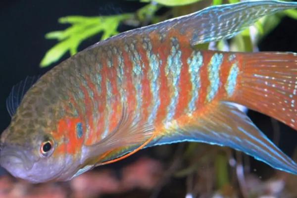 中国斗鱼的饲养技巧,放置底砂可以促进发色