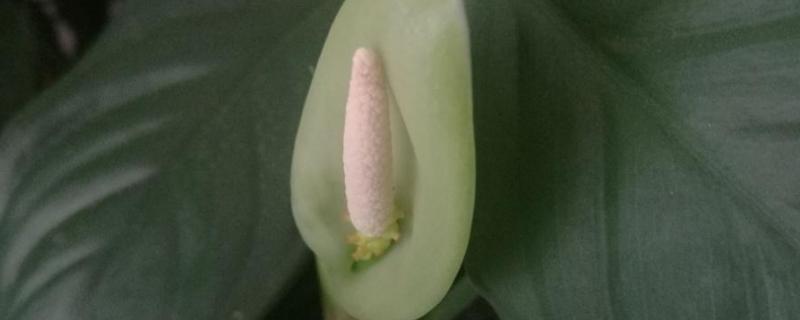 斑马万年青会开花吗