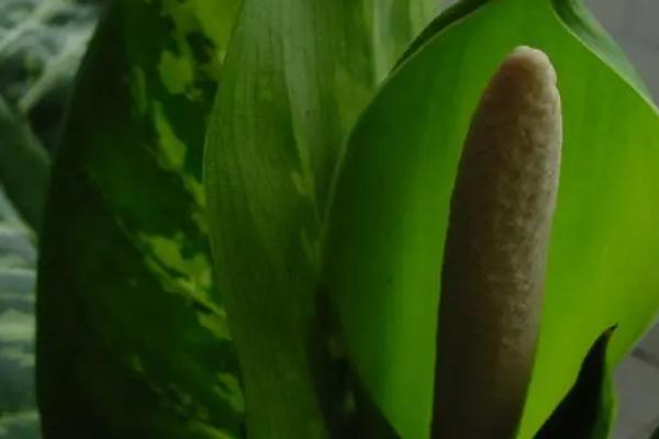 斑马万年青会开花吗,会开花还会结果