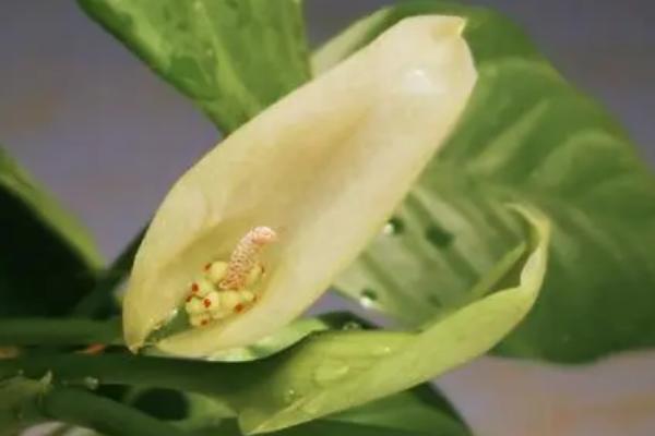 斑马万年青会开花吗,会开花还会结果