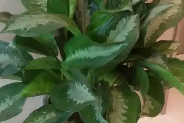 斑马万年青会开花吗,会开花还会结果