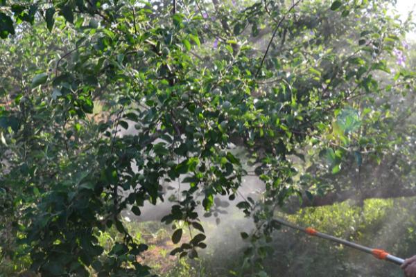 冬天使用农药的要点,可适当提高用药浓度