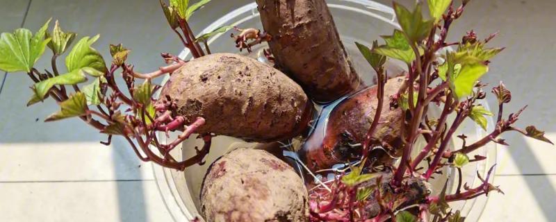 发芽的紫薯如何种植