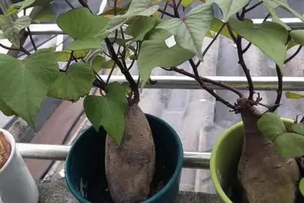 发芽的紫薯如何种植,可栽种至花盆内、放在有光照的地方养护