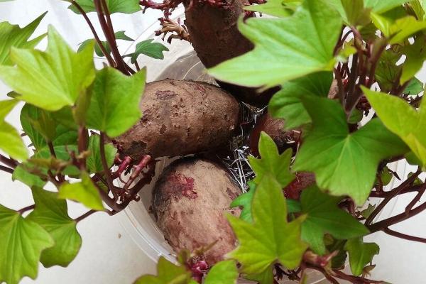 发芽的紫薯如何种植,可栽种至花盆内、放在有光照的地方养护