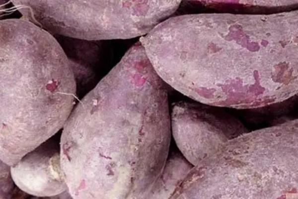 发芽的紫薯如何种植,可栽种至花盆内、放在有光照的地方养护