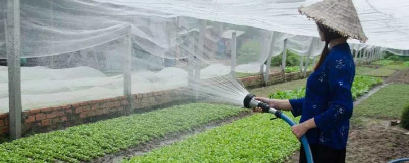 冬春棚菜浇水要点