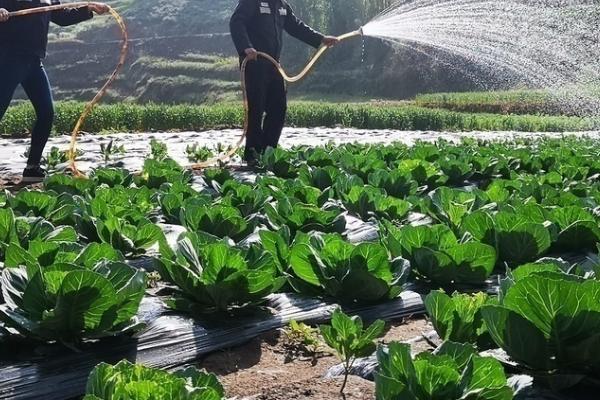 冬春棚菜浇水要点,从四看出发效果佳