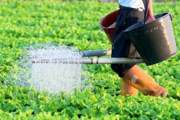 冬春棚菜浇水要点,从四看出发效果佳