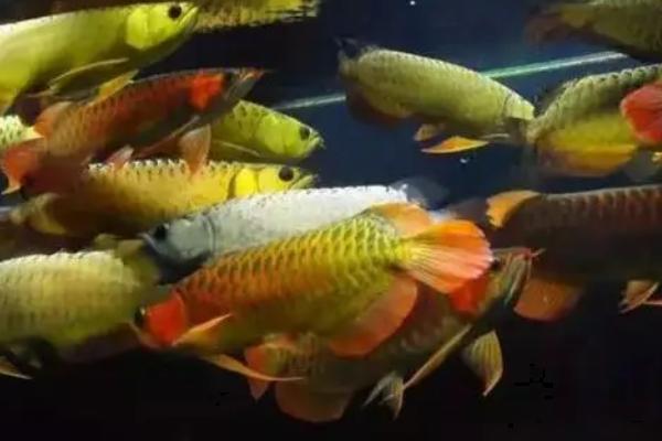 龙鱼好不好养,兑水温的要求不高、属于好养鱼类