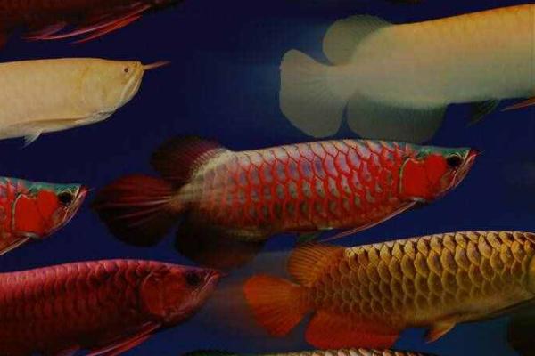 龙鱼好不好养,兑水温的要求不高、属于好养鱼类