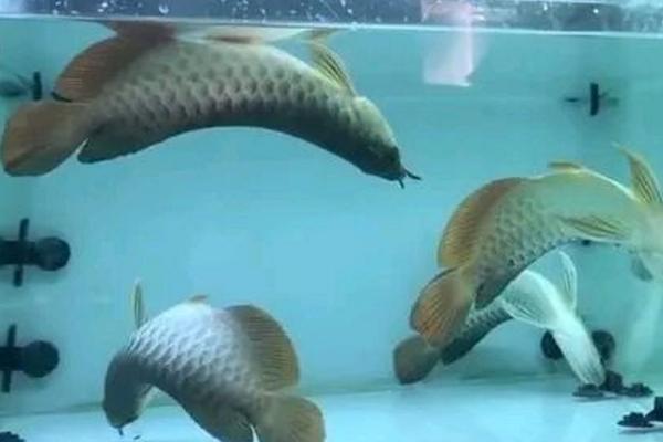 龙鱼好不好养,兑水温的要求不高、属于好养鱼类