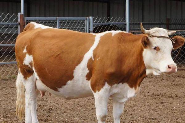 牛胎衣最慢需要多久才下来,通常需要1天左右