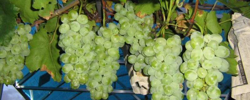 提子能否种在家里