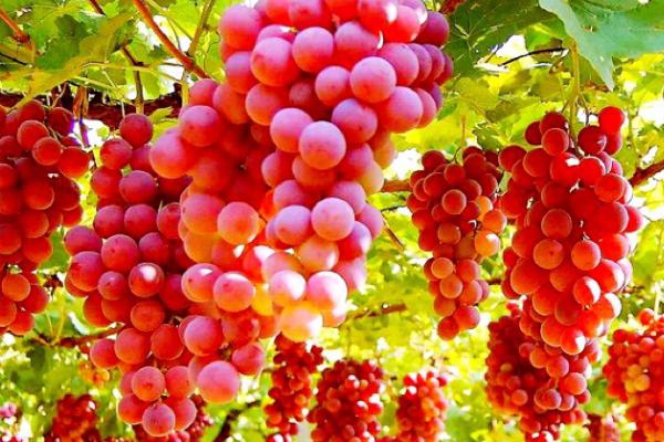 提子能否种在家里,株型纤长可以在家种植