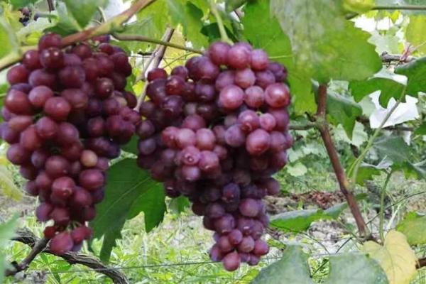 提子能否种在家里,株型纤长可以在家种植