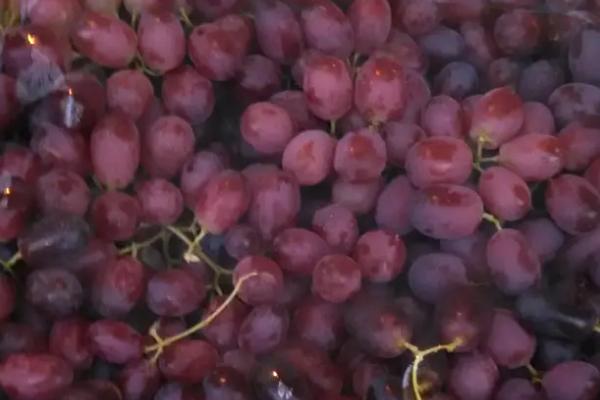 提子能否种在家里,株型纤长可以在家种植