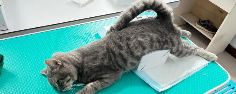 公猫结扎与绝育有什么区别