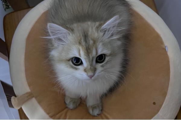 公猫结扎与绝育有什么区别,结扎会失去生育能力、绝育可消除发情和交配表现