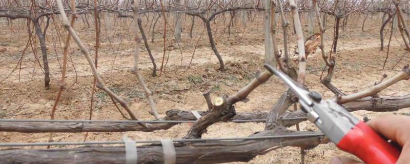 葡萄树的修剪方法