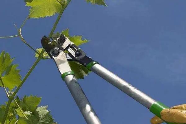 葡萄树的修剪方法,冬芽萌发后可抹除瘦弱的弯头芽