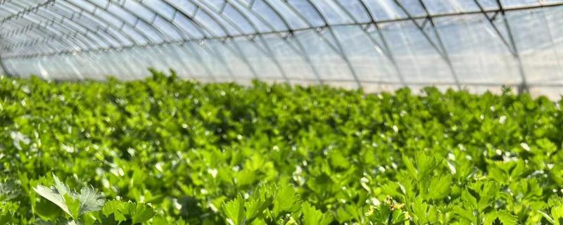 大棚蔬菜怎么防寒