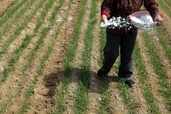 冬小麦需肥特点和施肥方法,氮钾磷需求比例大概是3:3:1