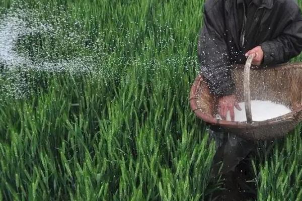 冬小麦需肥特点和施肥方法,氮钾磷需求比例大概是3:3:1